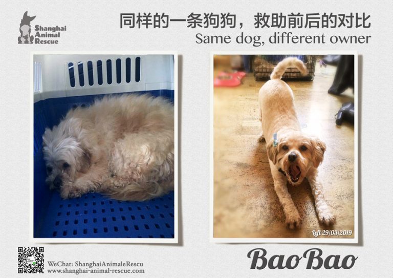 w42-Same-dog-2019-BaoBao