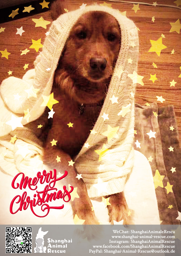 SAR-Christmas-doggies-1406