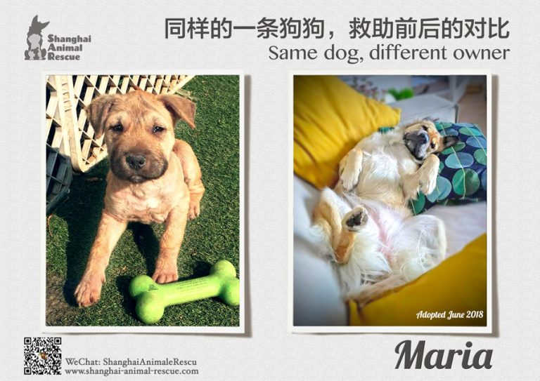 2018-Same-dog-Maria-(June)-