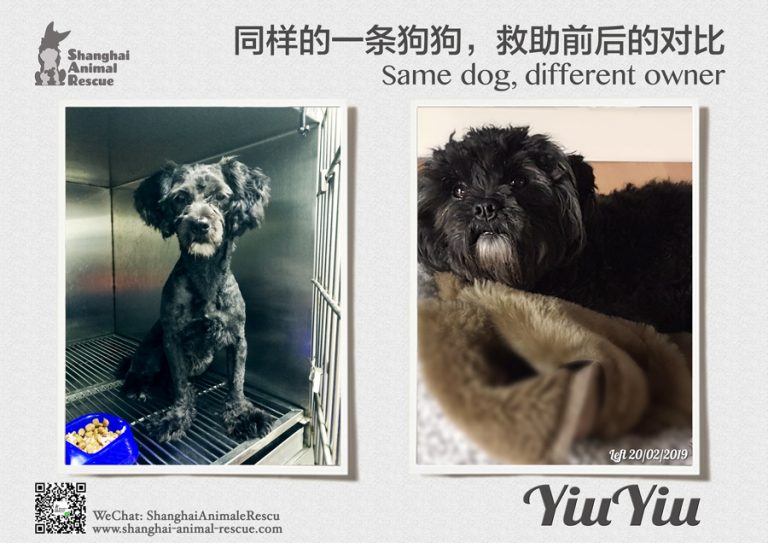 w-Same-dog-2019-60-YiuYiu