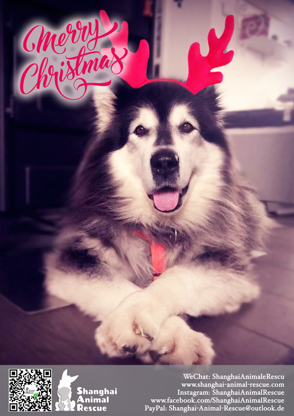SAR-Christmas-doggies-0904