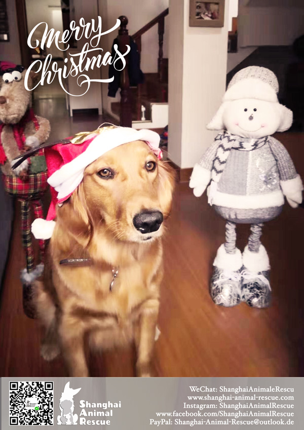 SAR-Christmas-doggies-1402