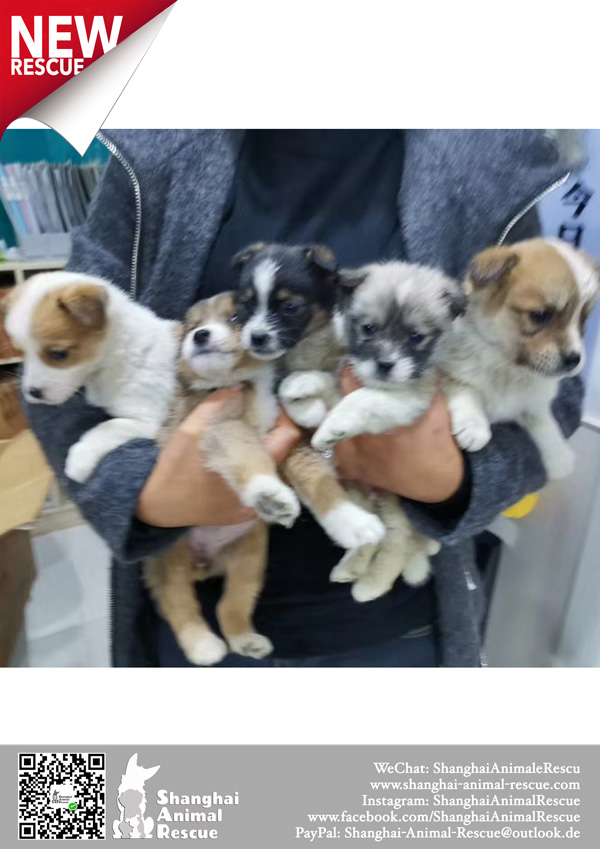 w6-SAR-Pups-december-2019