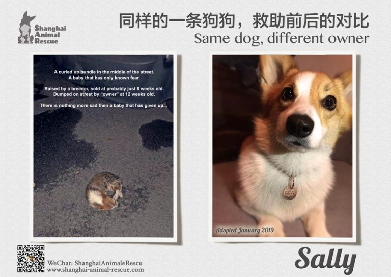 2019-Sally-Same-dog-